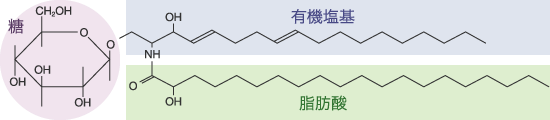 スフィンゴシン構造