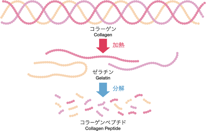 基礎知識 コラーゲン 辻製油